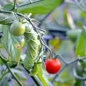 Tomaten-Schädlinge bekämpfen - mit diesen Mitteln werden Sie das häufigste Ungeziefer schnell los