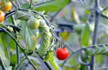 Tomaten-Schädlinge bekämpfen - mit diesen Mitteln werden Sie das häufigste Ungeziefer schnell los