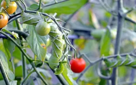 Tomaten-Schädlinge bekämpfen - mit diesen Mitteln werden Sie das häufigste Ungeziefer schnell los