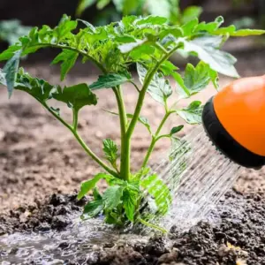 tomaten sind empfindliche pflanzen und man muss ihre bedürfnisse richtig kennen