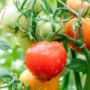 tomaten vor regen schützen auf natürliche weise und anleitung zum diy regenschutz für die pflanzen