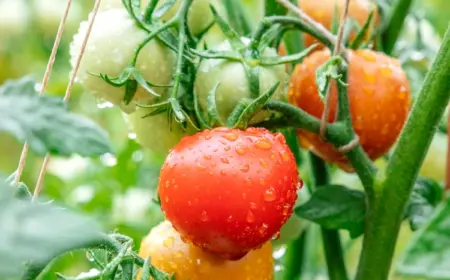 tomaten vor regen schützen auf natürliche weise und anleitung zum diy regenschutz für die pflanzen