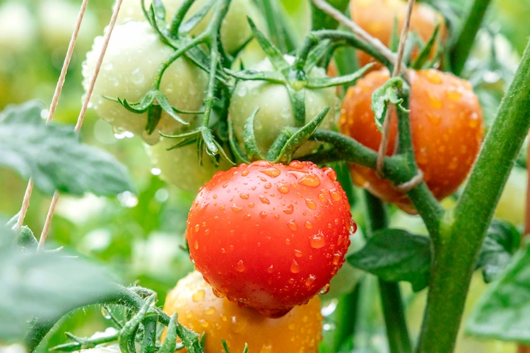 tomaten vor regen schützen auf natürliche weise und anleitung zum diy regenschutz für die pflanzen