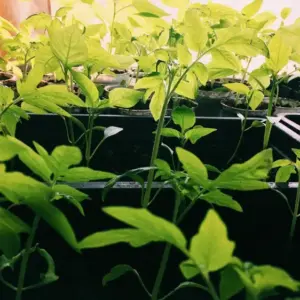 Tomatenpflanzen abhärten vor dem Auspflanzen für eine reiche Ernte