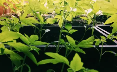 Tomatenpflanzen abhärten vor dem Auspflanzen für eine reiche Ernte