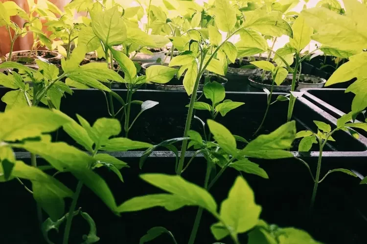 Tomatenpflanzen abhärten vor dem Auspflanzen für eine reiche Ernte