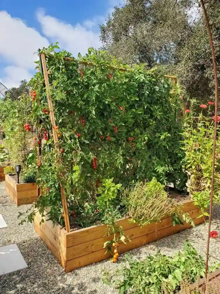 tomatten rankhilfe selber machen draußen