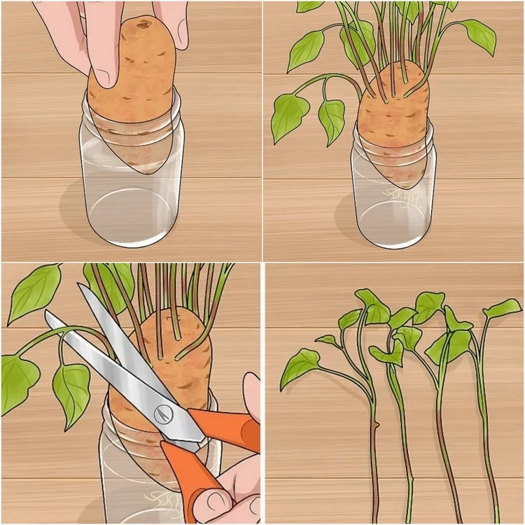 Um Süßkartoffeln auf dem Balkon pflanzen zu können, kultivieren Sie zunächst Stecklinge