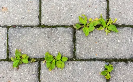 unkraut zwischen pflastersteinen wie vernichten