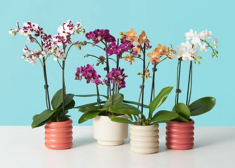 Verblühte Orchideen wieder zum Blühen bringen mit mehr Licht