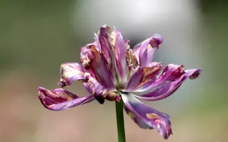 Verblühte Tulpen im Garten abschneiden oder nicht - Tipps für die Blumenpflege