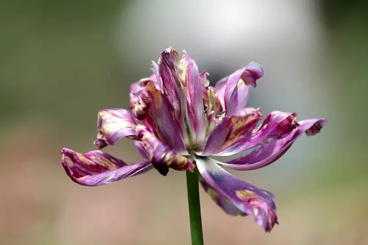Verblühte Tulpen im Garten abschneiden oder nicht - Tipps für die Blumenpflege