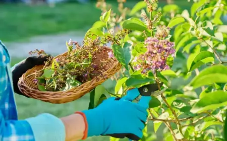 Verblühten Flieder schneiden - Warum, wann und wie Sie richtig vorgehen