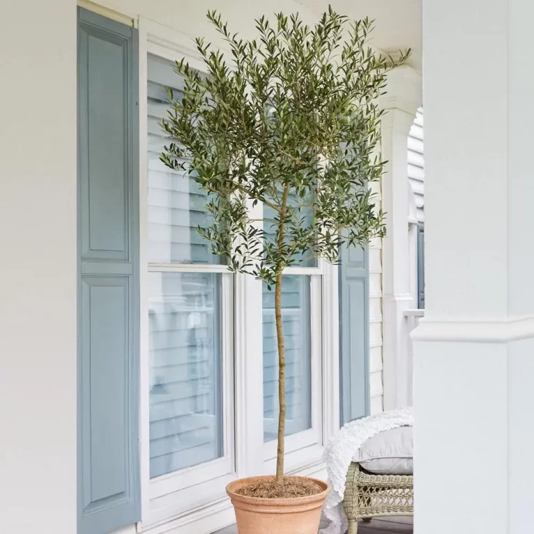 Verleihen Sie Ihrer Terrasse mediterranen Hauch mit einem Olivenbaum im Topf