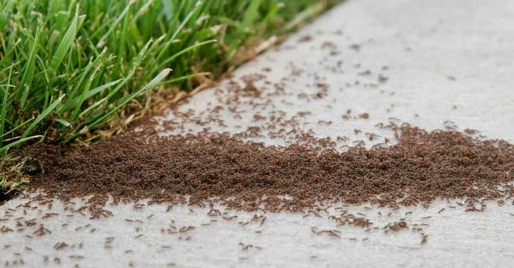 Viele Ameisen im Rasen - mit Hausmitteln vertreiben