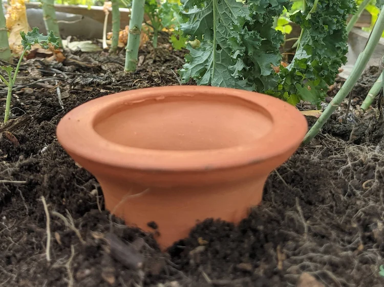 advantages of the ollas watering system in the garden
