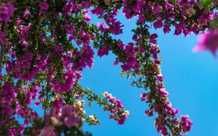 Wann ist der ideale Zeitpunkt und welche sind die besten Düngemittel für Bougainvillea-Pflege