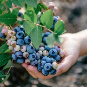 wann und wie heidelbeeren düngen welcher dünger für blaubeeren