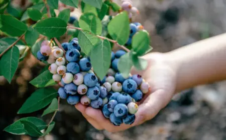 wann und wie heidelbeeren düngen welcher dünger für blaubeeren