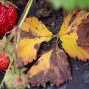 warum erdbeeren gelbe blätter bekommen und wie man die pflanzen retten kann