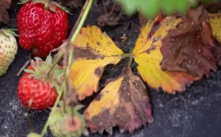 warum erdbeeren gelbe blätter bekommen und wie man die pflanzen retten kann