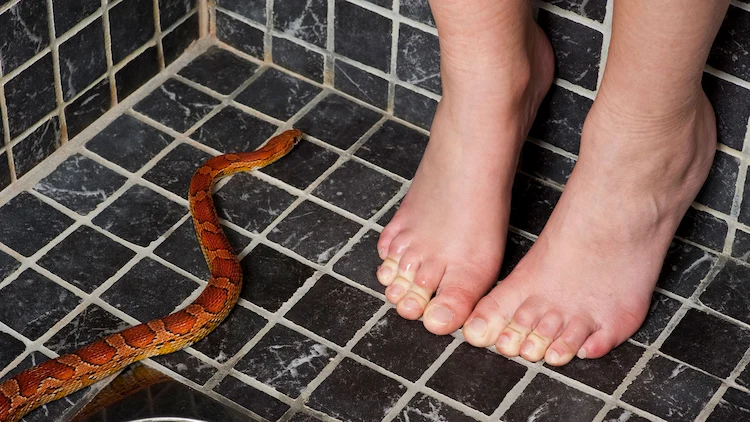 why snakes are in the house or in wet rooms and why they are frightening