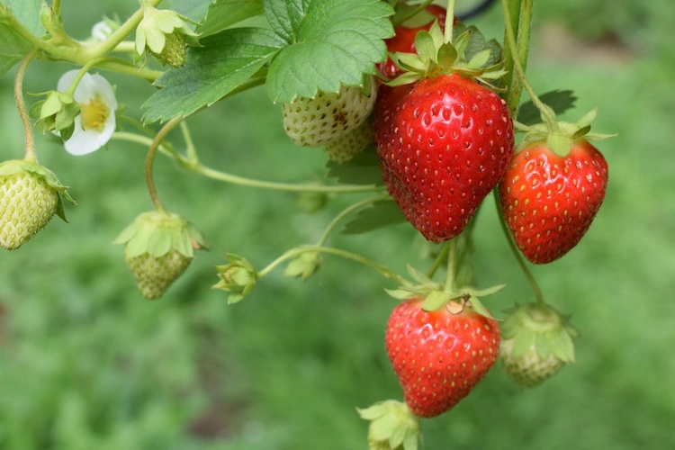 was darf man nicht neben erdbeeren pflanzen
