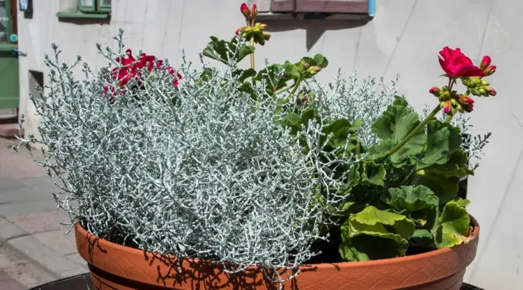 Was passt zu Geranien - Gitterkraut in Silbergrau mit Blumen kombinieren