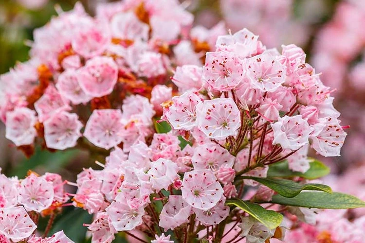 Was passt zu Rhododendron - Die Lorbeerrose