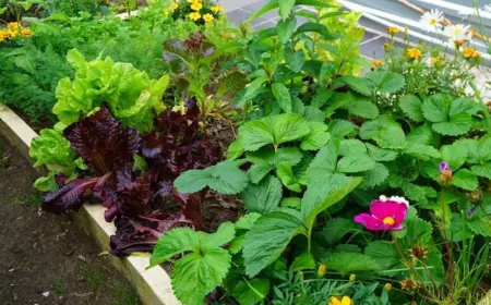 was pflanzen neben erdbeeren gute und schlechte nachbarn hier kennenlernen