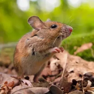 Was tun gegen Mäuse im Garten - Diese Maßnahmen sind effektiv und giftfrei