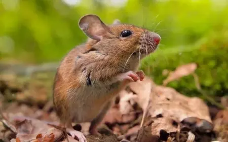 Was tun gegen Mäuse im Garten - Diese Maßnahmen sind effektiv und giftfrei