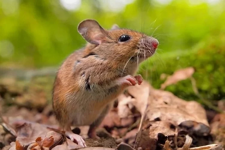 Was tun gegen Mäuse im Garten - Diese Maßnahmen sind effektiv und giftfrei