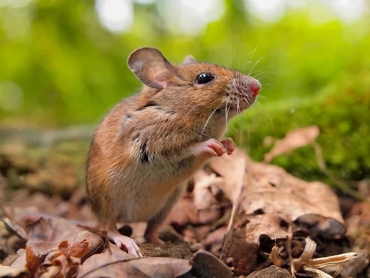 Was tun gegen Mäuse im Garten - Diese Maßnahmen sind effektiv und giftfrei