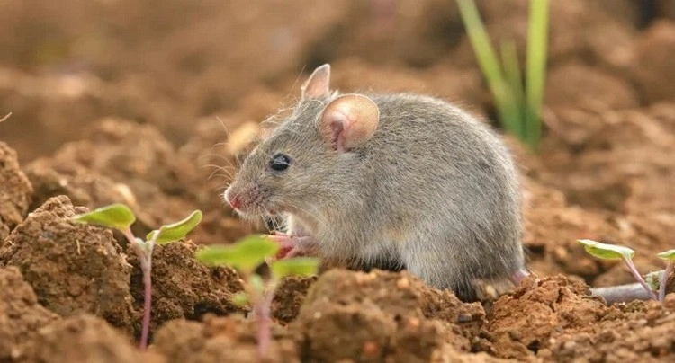 Was tun gegen Mäuse im Garten - Nager durch Gerüche vertreiben