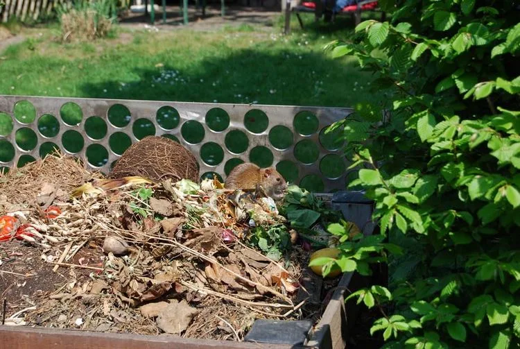 Was tun gegen Ratten im Garten? Komposthaufen abgedeckt halten