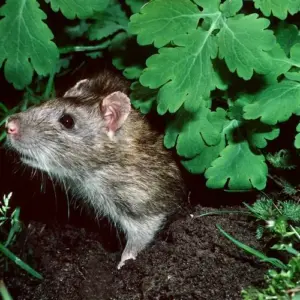Was tun gegen Ratten im Garten? So können Sie die Schädlinge erfolgreich bekämpfen