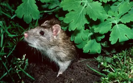 Was tun gegen Ratten im Garten? So können Sie die Schädlinge erfolgreich bekämpfen