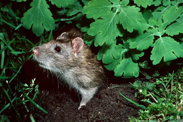 Was tun gegen Ratten im Garten? So können Sie die Schädlinge erfolgreich bekämpfen