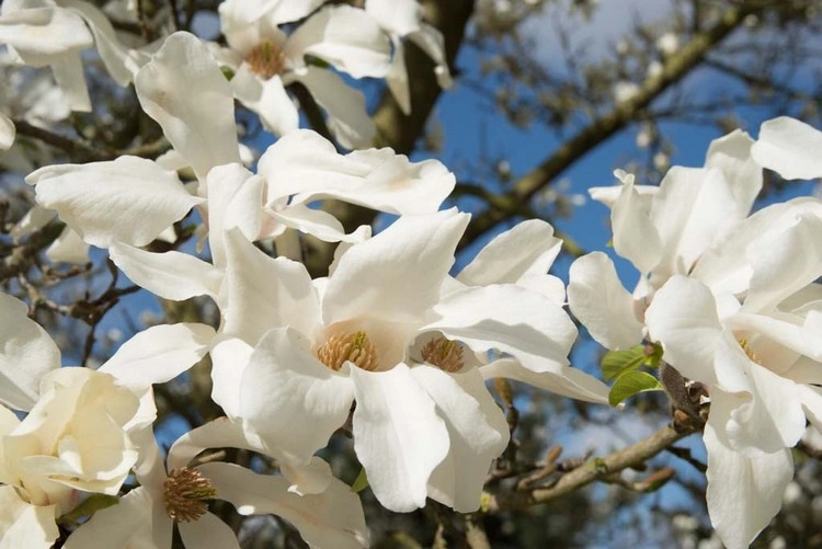 Weiß blühende Bäume im Frühling - Magnolien werden Ihren Garten verschönern