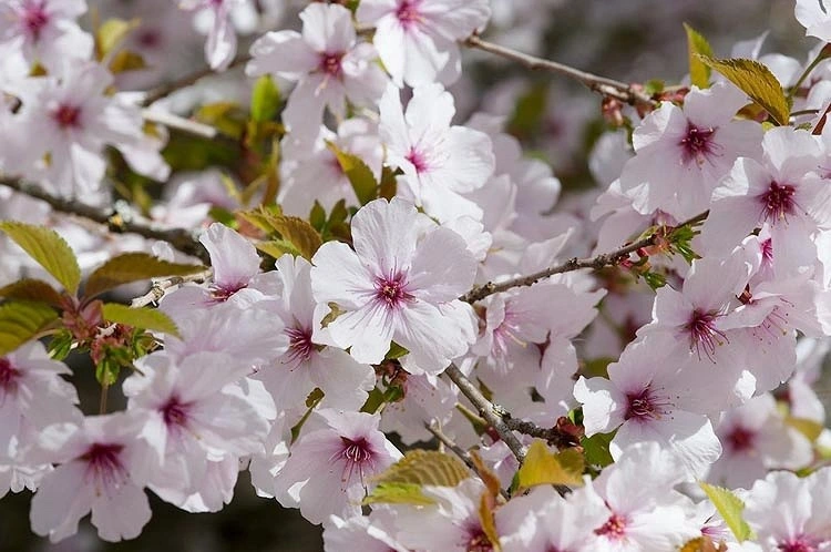 Weiß blühende Bäume im Frühling - Unter den Zierkirschen ist Prunus unübertroffen