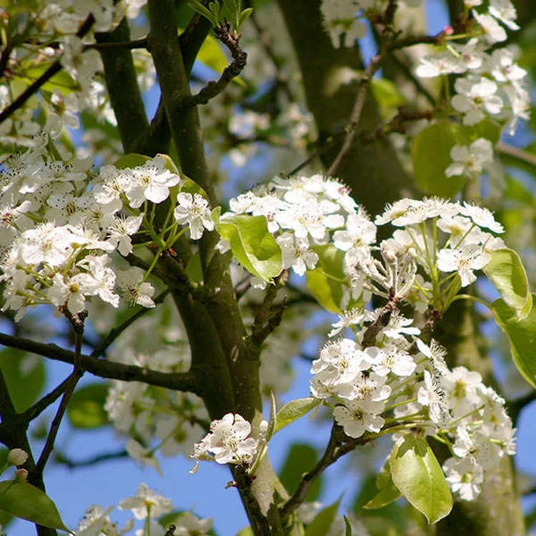 Weiße Blütenwunder im Frühling - Chinesische Wildbirne ist einer der schönsten Bäume