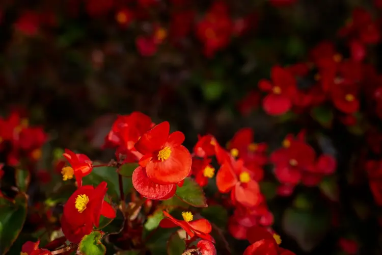 Welche Balkonblumen blühen den ganzen Sommer - Begonie (Begonia) für Sonne oder Schatten