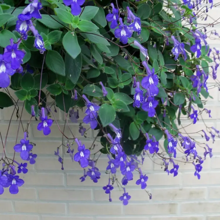 Welche Balkonblumen blühen den ganzen Sommer - Blauer Paul (Streptocarpus saxorum) blüht auch im Winter