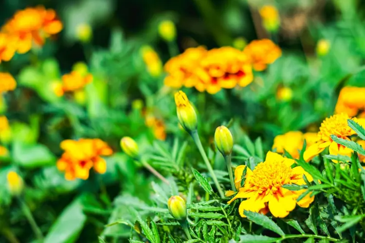 Welche Blumen blühen den ganzen Sommer im Garten - Liste mit Beetpflanzen