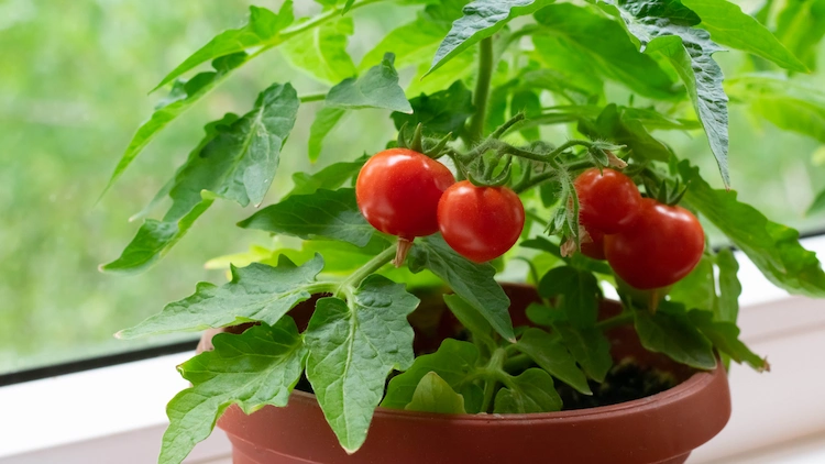 welche erde für tomaten im kübel benutzen