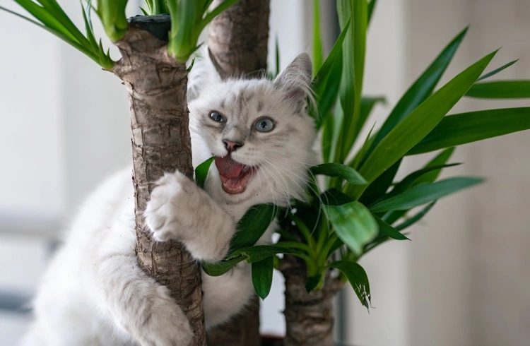 Welche großen Pflanzen fürs Wohnzimmer sind giftig für Katzen