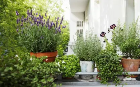 Welche Pflanzen eignen sich für eine sonnige Terrasse?