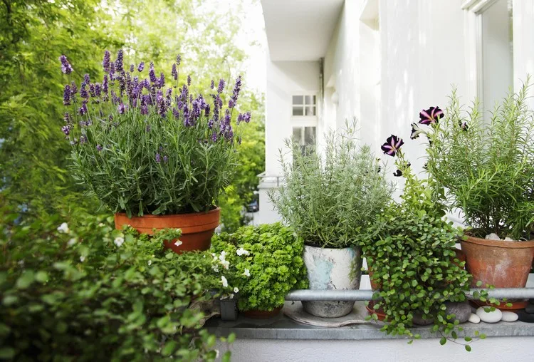 Welche Pflanzen eignen sich für eine sonnige Terrasse?