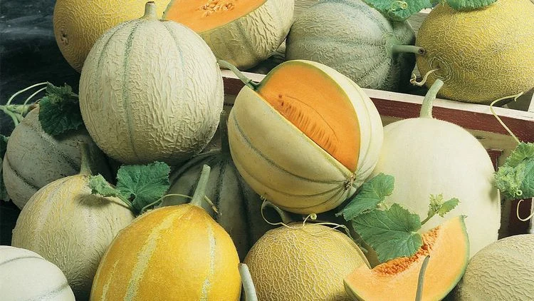 Welches Gemüse im Mai anbauen oder aussäen? Melone